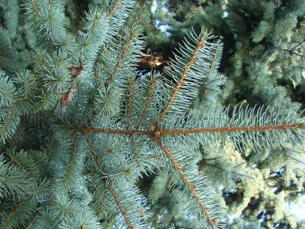 Természetes régi karácsonyi fa fa mintázat vagy a karácsonyfa háttér a tervezési másol hely a szöveget vagy képet. Közeli kép: karácsonyfa évjárat. Makró. — Stock Fotó