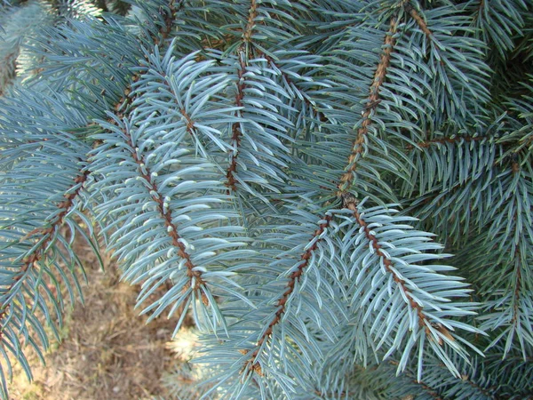 自然の古いクリスマス ツリーの木のテクスチャ パターンまたはテキストまたはイメージのコピー スペース デザインのクリスマス ツリー背景。クローズ アップのクリスマス ツリーのビンテージ。マクロ. — ストック写真