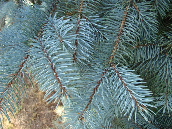 Vieux motif naturel de texture de bois d'arbre de Noël ou fond d'arbre de Noël pour la conception avec espace de copie pour le texte ou l'image. Gros plan Arbre de Noël vintage. Macro . — Photo