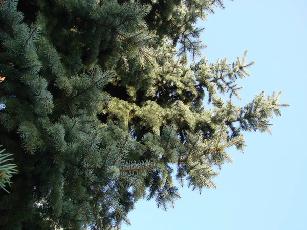 Natürlichen alten Weihnachtsbaum Holz Textur Muster oder Weihnachtsbaum Hintergrund für die Gestaltung mit Kopierraum für Text oder Bild. Nahaufnahme Weihnachtsbaumjahrgang. Makro. — Stockfoto