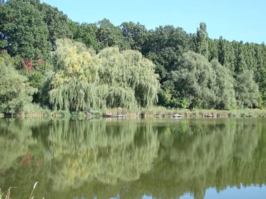 İyi net bir gün su, kırsal ağaçlarda yansıması bir görünüm oranları. Ukrayna, Poltava region, Gorbanovskie gölleri