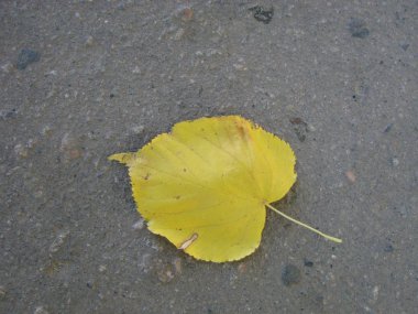 Sonbahar yaprak asfalt üzerinde. Renkli bir sonbahar yaprak bir asfalt yüzeyi fotoğrafı.
