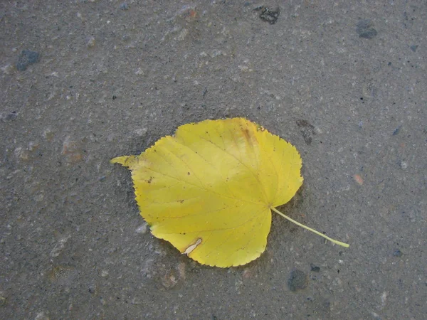 Herbstblatt auf Asphalt. Foto eines bunten Herbstblattes auf einer Asphaltfläche. — Stockfoto