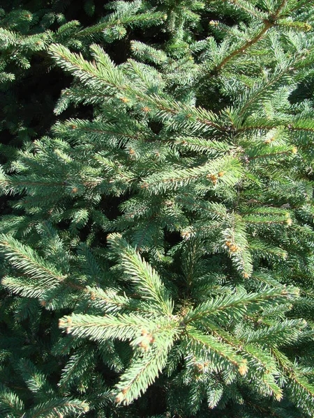Green spruce branches as a textured background. Green spruce, white spruce or Colorado blue spruce. — Stock Photo, Image