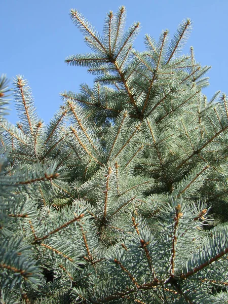 Silver, blue spruce pine, fir tree — Stock Photo, Image