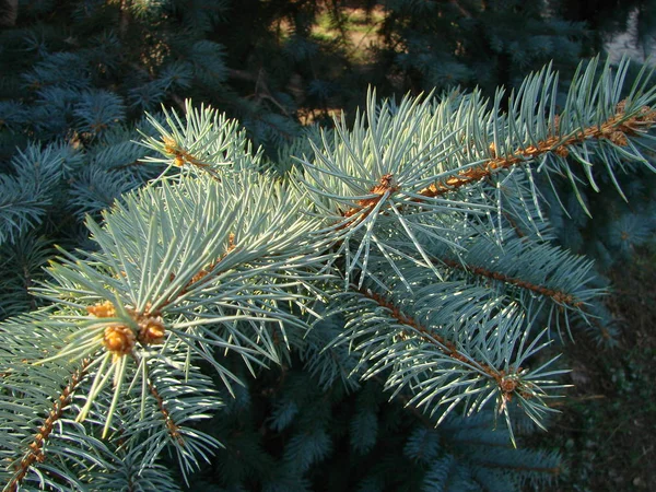 Naturalne stary wzór Choinka tekstura drewna lub tle choinki dla projektu z kopia miejsce na tekst lub obraz. Vintage Christmas tree zbliżenie. Makro. — Zdjęcie stockowe