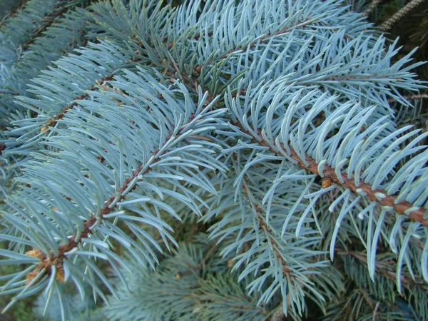 Patrón de textura de madera de árbol de Navidad antiguo natural o fondo de árbol de Navidad para el diseño con espacio de copia para texto o imagen. Primer plano de la vendimia del árbol de Navidad. Macro . —  Fotos de Stock