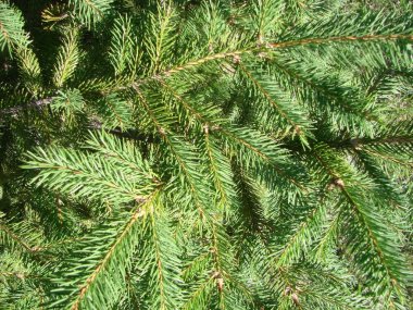 Yeşil ladin dalları dokulu bir arka plan olarak. Yeşil ladin, beyaz ladin ya da Colorado mavi ladin..