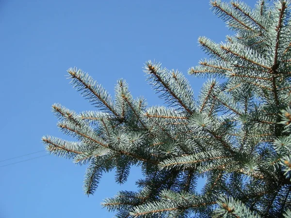 Silver, blue spruce pine, fir tree — Stock Photo, Image