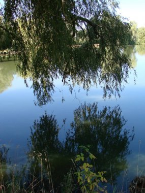 İyi net bir gün su, kırsal ağaçlarda yansıması bir görünüm oranları. Ukrayna, Poltava region, Gorbanovskie gölleri
