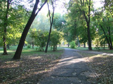 Güneşli park, park, orman, doğal peyzaj tropic akşam. Ukrayna, Poltava, Park Eternal Flame Anıtı çevresinde