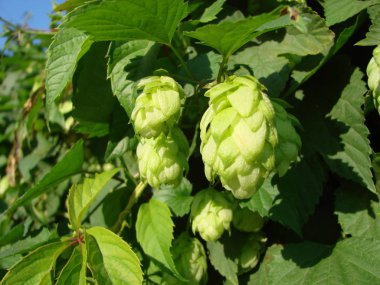 Yeşil sarmaşık kapalı duvar arka plan görüntüsü olarak