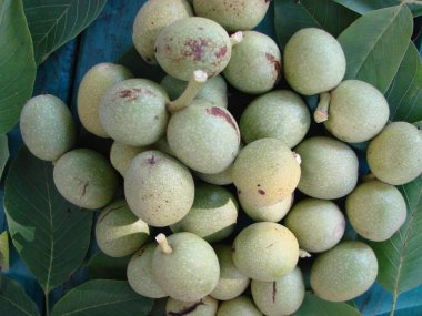 ceviz süt Kemâl yeşil kabuğu dolgu yaprakları ve yeşil renkli ahşap içinde