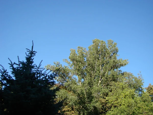 Árboles verdes frescos y cielo azul, abeto — Foto de Stock