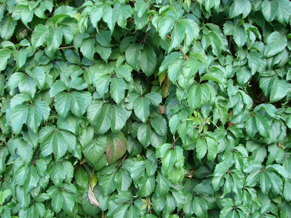 Green ivy covered wall as background image — Stock Photo, Image