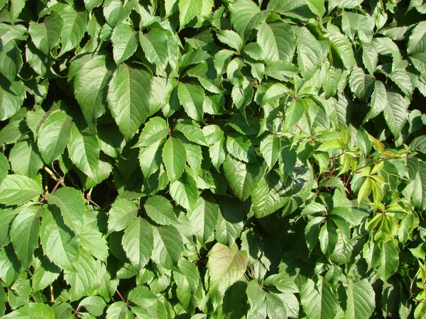 Green ivy covered wall as background image — Stock Photo, Image