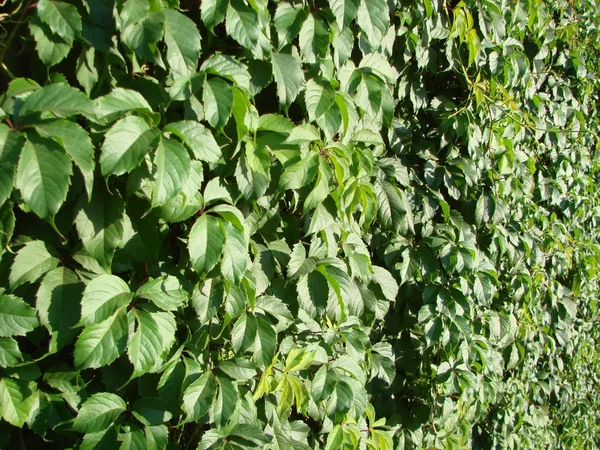 Pared cubierta de hiedra verde como imagen de fondo — Foto de Stock