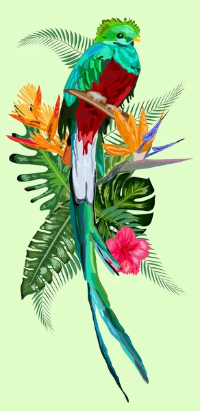 Watercolor green quetzal bird with a long tail on a white backgr — Stock vektor
