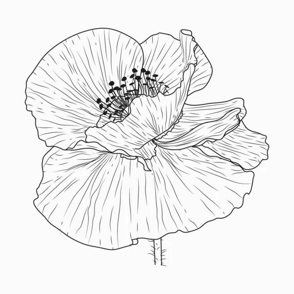 Flores de papoula da Califórnia desenhado e esboço com linha-arte em branco — Vetor de Stock