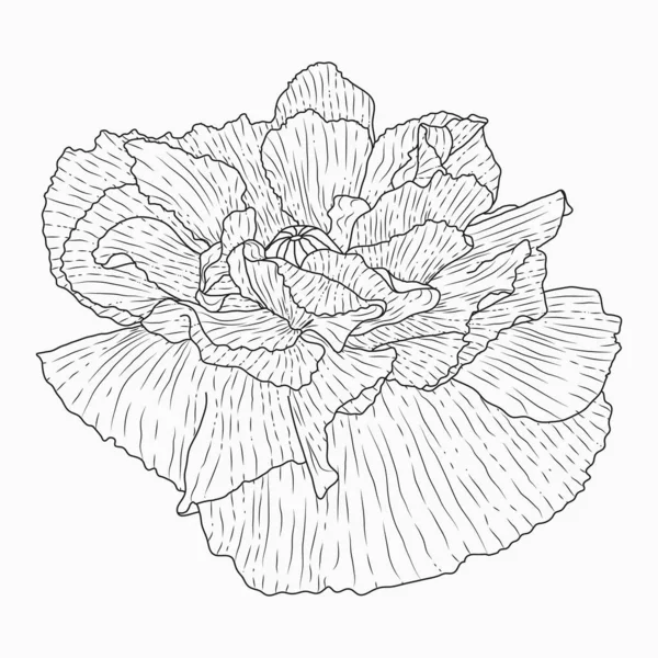 California fleurs de pavot dessinées et croquis avec line-art sur blanc — Image vectorielle