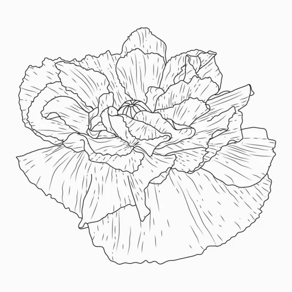 Flores de papoula da Califórnia desenhado e esboço com linha-arte em branco —  Vetores de Stock