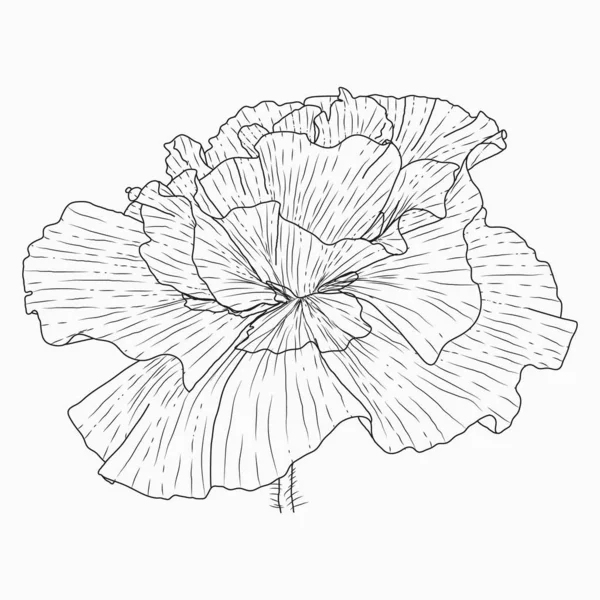 Kalifornien vallmo blommor ritade och skissa med line-art på vitt — Stock vektor