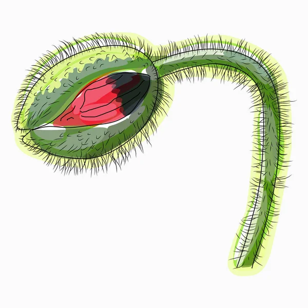 잉크, 연필, 물색 양귀비 꽃 스케치. 손으로 그린 자연 P — 스톡 벡터