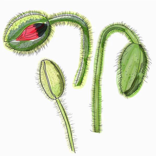Tinta, lápiz, boceto de flor de amapola acuarela. Naturaleza dibujada a mano p — Archivo Imágenes Vectoriales