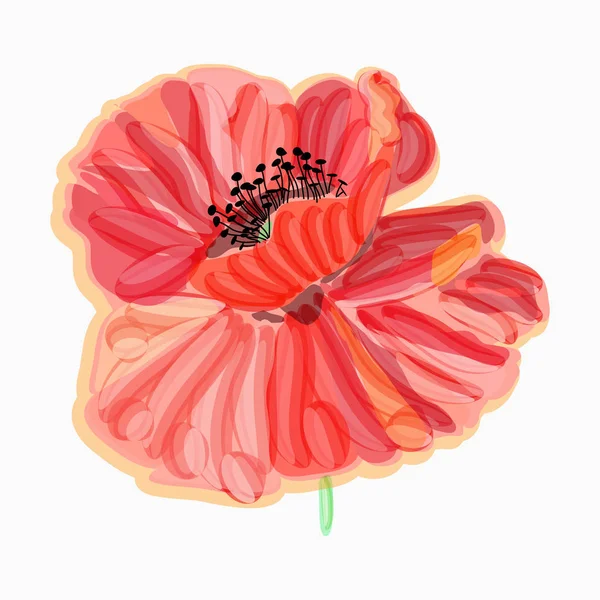 ケシ水彩の花のイラスト。花飾りの要素 — ストックベクタ