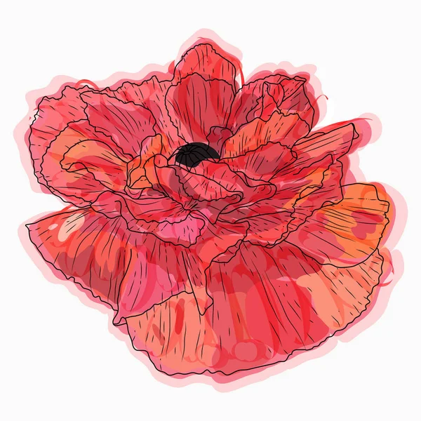 Ink, pencil, watercolor poppy flower sketch. Hand drawn nature p — Stock vektor