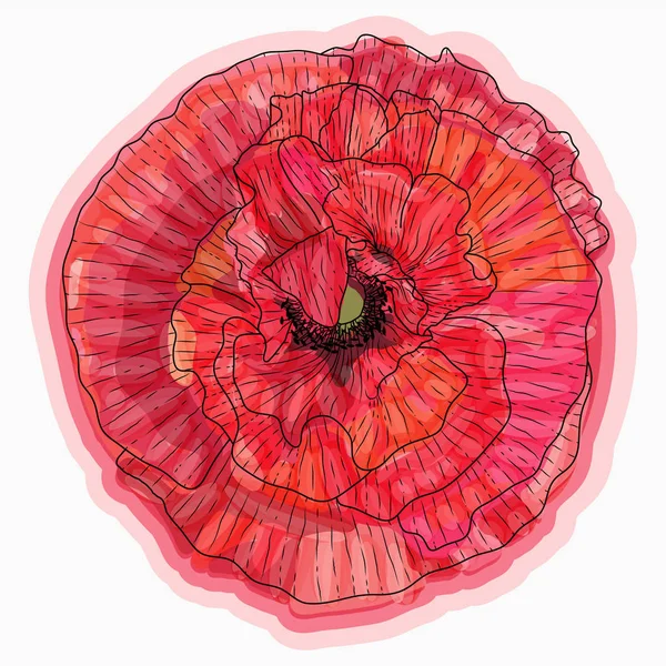 Μελάνι, μολύβι, ακουαρέλα σκίτσο λουλουδιών παπαρούνας. Χειροποίητη φύση p — Διανυσματικό Αρχείο