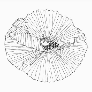 Kaliforniya gelincik çiçekleri çizilmiş ve beyaz üzerine çizgi sanatı çizilmiş.
