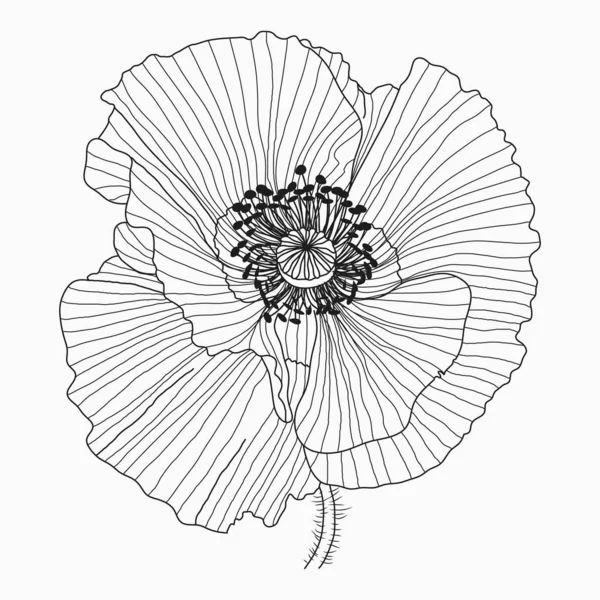 California flores de amapola dibujado y bosquejo con línea de arte en blanco — Vector de stock