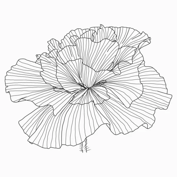 캘리포니아 양귀비 꽃을 그리고 하얀 선 예술로 스케치하는 모습 — 스톡 벡터