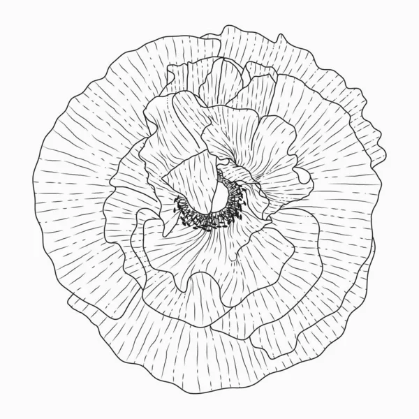 캘리포니아 양귀비 꽃을 그리고 하얀 선 예술로 스케치하는 모습 — 스톡 벡터