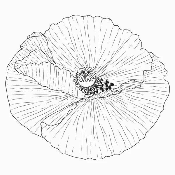 Kalifornische Mohnblumen gezeichnet und skizziert mit Line-Art auf Weiß — Stockvektor