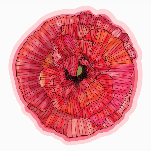 Μελάνι, μολύβι, ακουαρέλα σκίτσο λουλουδιών παπαρούνας. Χειροποίητη φύση p — Διανυσματικό Αρχείο