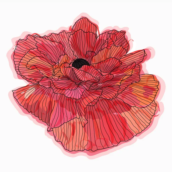 Encre, crayon, croquis de fleurs de pavot aquarelle. Nature dessinée à la main p — Image vectorielle