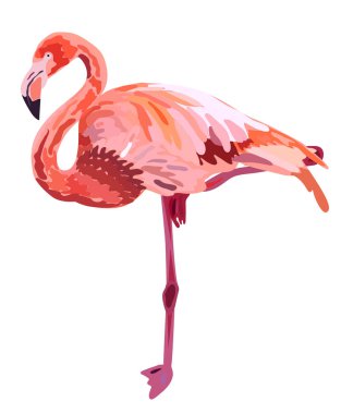 Pembe flamingo illüstrasyon izole beyaz arka plan üzerinde.