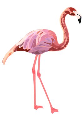 Pembe flamingo illüstrasyon izole beyaz arka plan üzerinde.