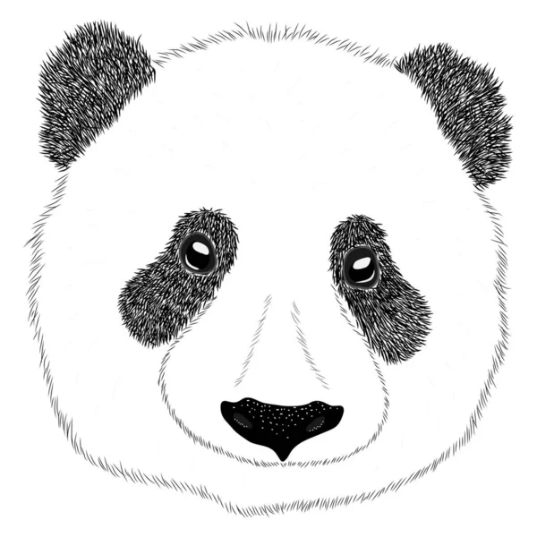 Милое личико панды. Азиатский портрет медведя-панды. Refeli — стоковый вектор