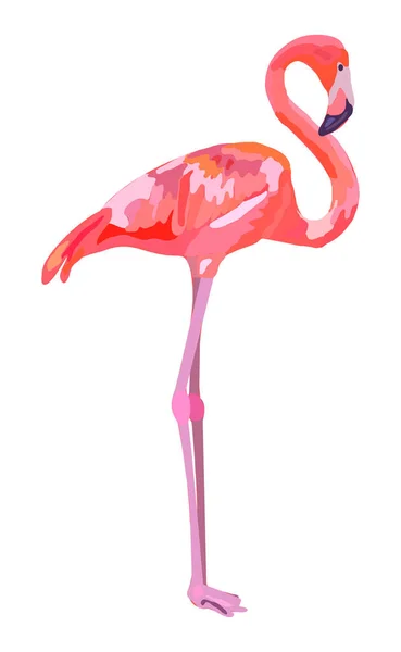 Pink flamingo ilustracja na białym tle. — Wektor stockowy