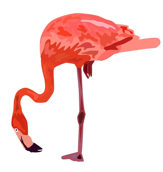 Rosa flamingo illustration isolerade på vit bakgrund. — Stock vektor