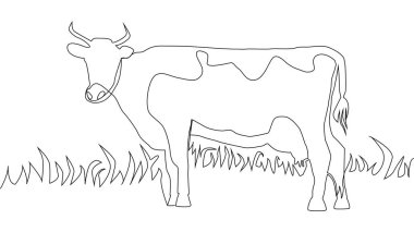 Devamlı bir sıra güzel bir inek ayakta duruyor. Beyaz arkaplanda siyah ince çizgi çiziliyor.