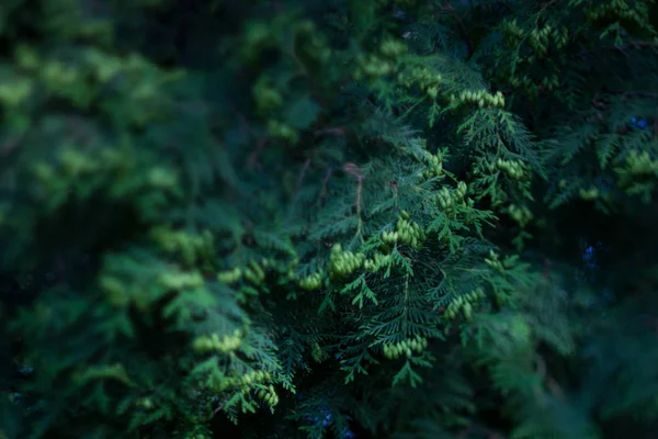 Juniper blurred background — Stock Photo, Image