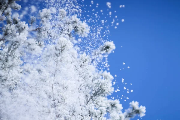 树枝上的冬雪 — 图库照片