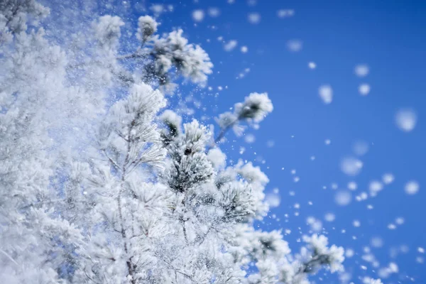 Nevicate invernali dai rami — Foto Stock