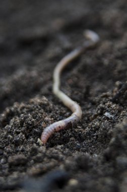 Siyah zemin üzerinde solucan