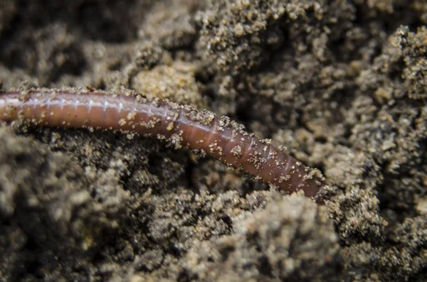 Earthworm on black ground — Stock Photo, Image