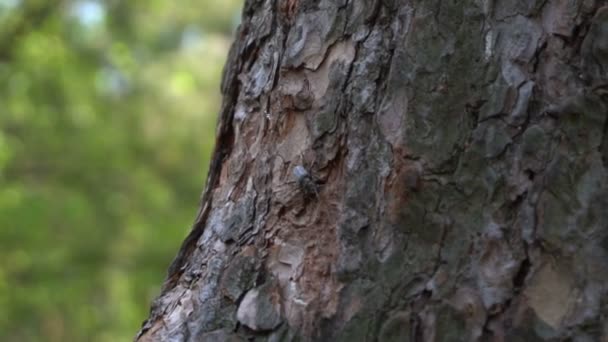 Dark zhur moves along the bark of a tree. Great carapace. A tree in the forest. Shadow side. Macro. Green leaves. — Stock Footage Dark Zhur Moves Bark Tree Great Carapace Tree Forest Shadow Royalty Free Stock Footage